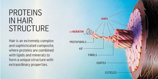 Understanding Hair Structure Damage Shop Now